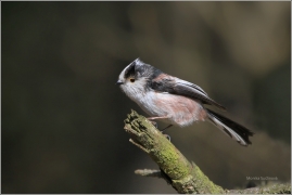 <p>MLYNAŘÍK DLOUHOOCASÝ (Aegithalos caudatus) Šluknovsko /Long-tailed-tit - Schwanzmeise/</p>
